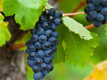 客戶案例標題七